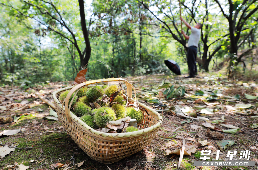 长沙县6000亩板栗林大丰收,24元/公斤,采摘期一直持续到10月底