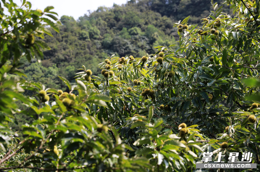 长沙县6000亩板栗林大丰收,24元/公斤,采摘期一直持续到10月底