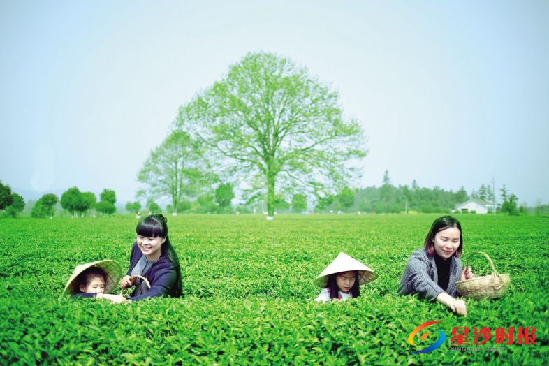 　　采茶时节，不少市民带着孩子来到长沙县赏景采茶。“三八”妇女节将至，长沙县各旅游景点纷纷推出促销及优惠活动。  资料图片