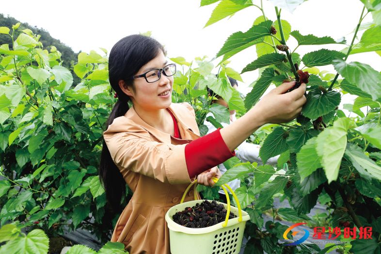 　　长沙县金昌桑蚕养殖专业合作社种植基地内，近200亩桑葚陆续成熟，游客忙着采摘美味桑葚。　　蒋炼  摄