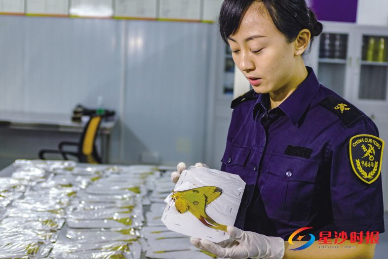 　　星沙海关的工作人员在展示彗星飞蛾的标本，这可能是国内目前通关口岸中截获数量最大的蛾类标本。 　　郑骏 摄