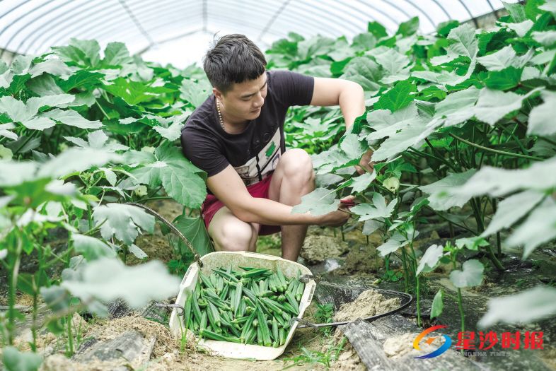　　6月12日，进口水果型秋葵种植示范基地负责人肖座正在基地内采摘秋葵果荚。　　章帝 摄