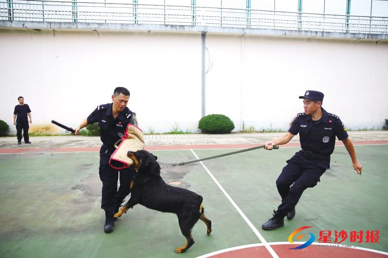 　　6月14日下午3时许，刘佑林扮演“犯罪分子”，配合训导员进行警犬扑咬训练。 盛磊 摄