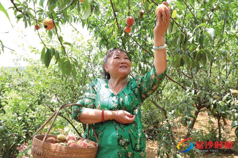 　　6月25日，陈利正在自家承包的山头摘桃子。蒋炼 摄