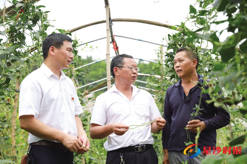 　　长沙县安沙镇万家铺村党支部书记童畅（左）和村主任杨建忠（中）来到村民常兴全（右）的蔬菜大棚了解种植情况和销量。章帝 摄