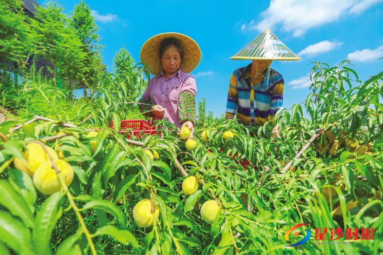 　　7月10日，长沙县开慧镇华泽现代农庄的黄桃逐渐成熟，图为农户正在采摘黄桃。章帝 摄