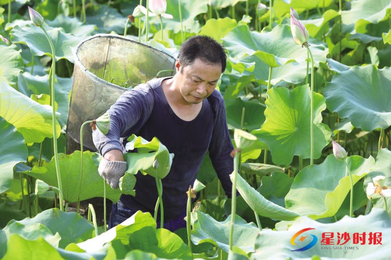 　　7月16日，湖南群益生态农业发展有限公司荷农陈日伟戴着手套背着背篓，奋力采摘莲蓬，汗水早已将他的衣服浸透。均为蒋炼摄