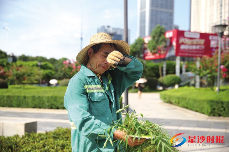 　　昨日下午3时，长沙县园林工人徐建军在星沙文化广场绿化带中除杂草，忙碌了半个小时，衣服后面湿了一大片。 均为盛磊摄
