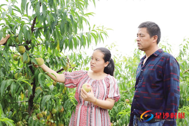 　　长沙县达涵农业有限公司的负责人王达明和县科技特派员黄佳（左）来到位于黄花镇黄花村的桃园基地，查看今年水蜜脆桃的生长情况。章帝 摄