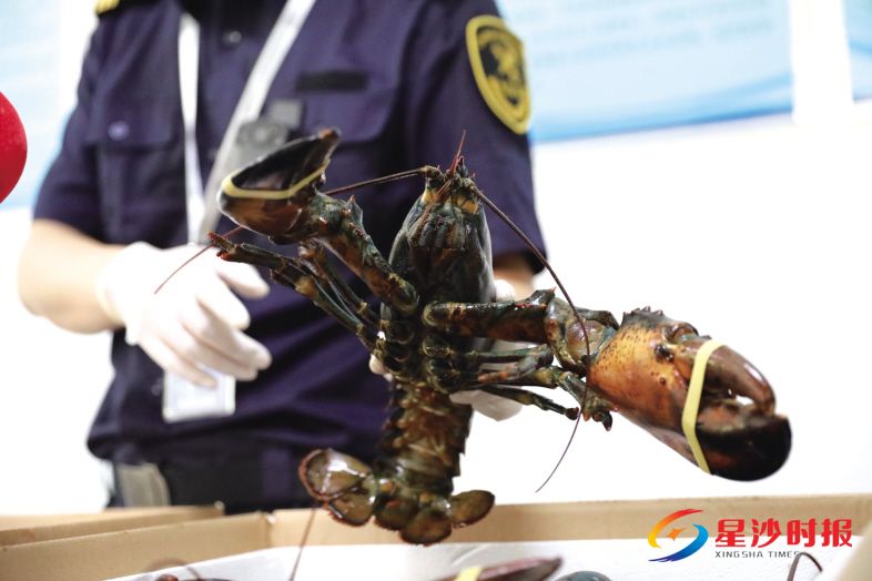 　　从加拿大抵达长沙黄花国际机场的活龙虾正在接受开箱检查。