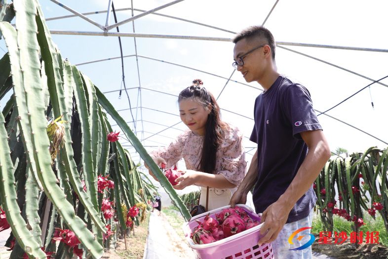 　　7月25日，在江背镇阳雀新村的多彩农业红心火龙果种植基地，游客陈女士和朋友正在采摘刚成熟的火龙果。蒋炼 摄