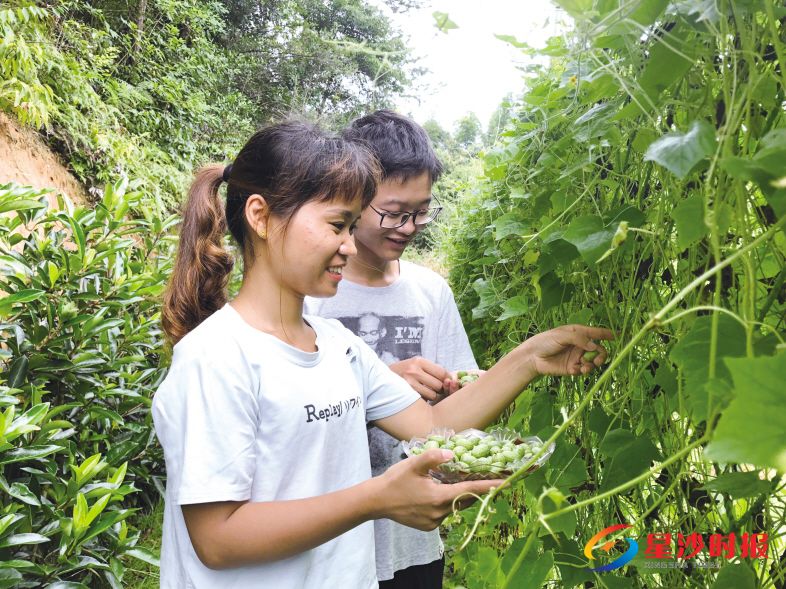 　　8月6日，在长沙县福临镇，雁饮村乡村俱乐部技术员莫彬（右一）与工作人员卢晓红（左一）正在采摘拇指西瓜。宋彬彬 摄
