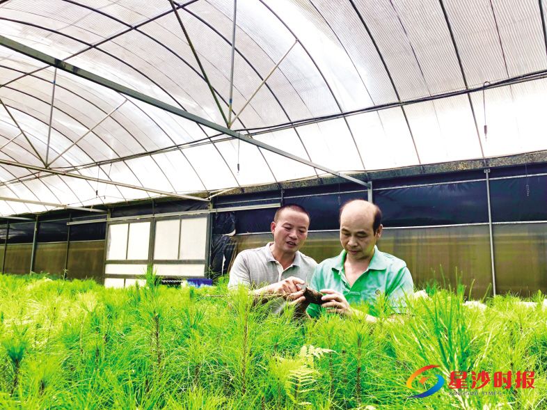 　　昨日，基地负责人宋佳伟（左）与基地技术人员曾亚军在大棚内拔出结菌种马尾松树苗查看其根系生长状况。　　宋彬彬 摄
