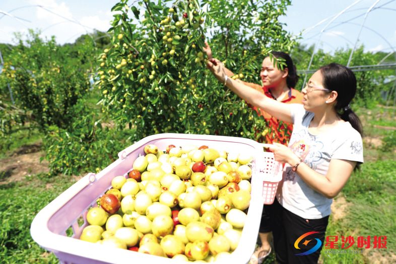 　　近日，长沙县安沙镇天艺山庄内的枣子已挂满枝头，吸引了不少游客前来采摘体验。据了解，直至9月都是采摘枣子的好时节。　　蒋炼 摄