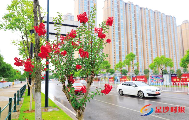 　　昨日，在长沙县湘龙街道时中路沿线，紫薇花正美丽绽放，花期将持续到9月下旬。 章帝 摄