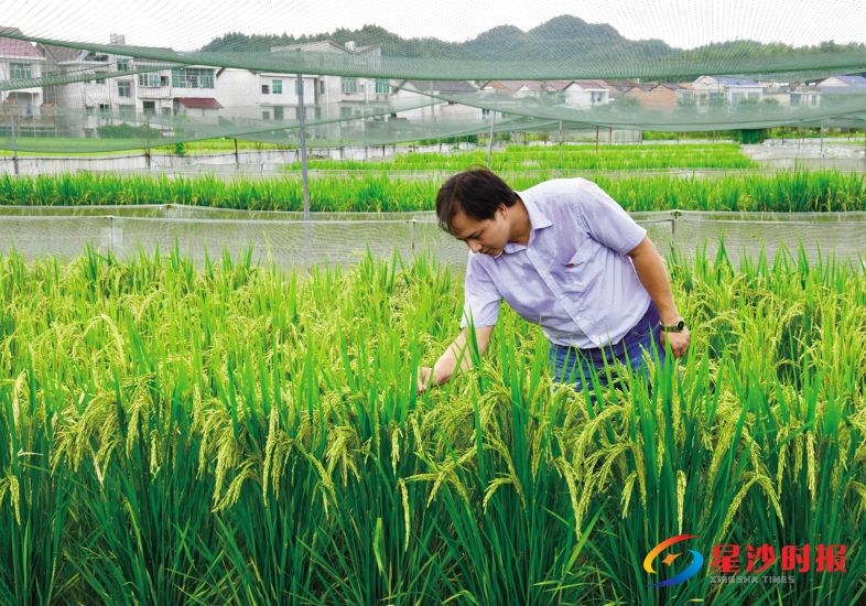 8月31日,王洪健正在农庄的稻蛙共生基地内查看稻谷生长情况。宋彬彬 摄