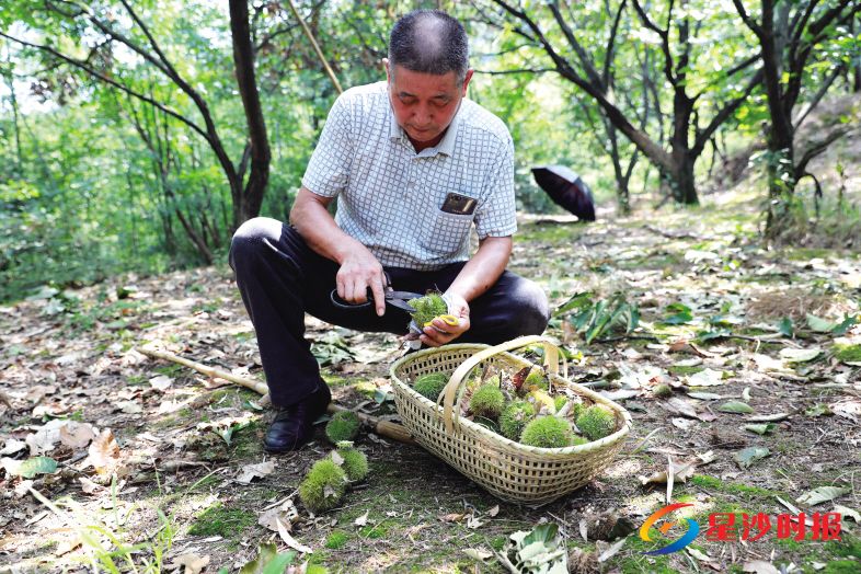 　　9月4日，在长沙县北山镇梅庄家庭农场的200亩栗山上，农村主熊洪亮正在为打下来的板栗剥壳。章帝 摄