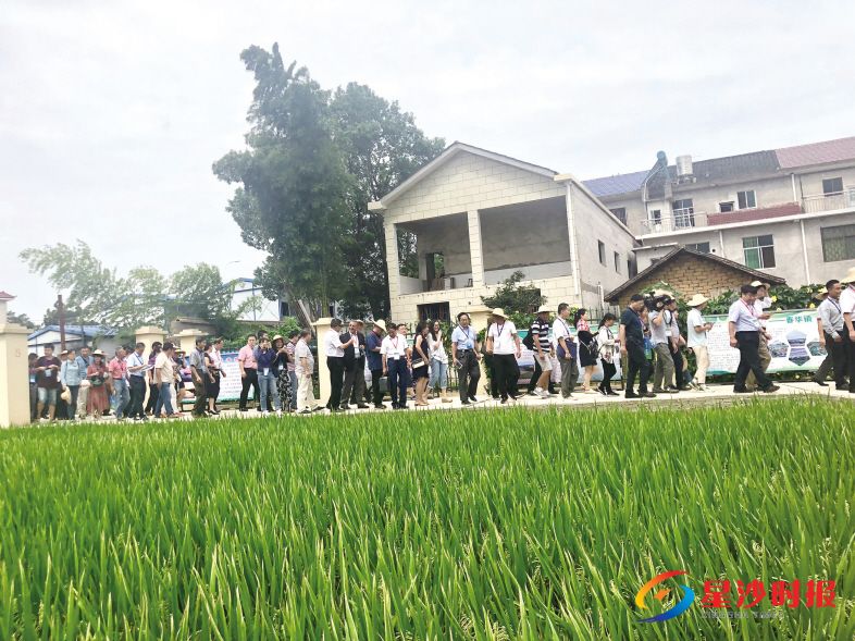 　　数百位稻作专家集中参观长沙县春华镇高产稻示范片区。宋彬彬 摄