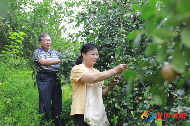 　　长沙县江背镇乌川湖村陈新进、罗燕华夫妻俩积极践行两型理念，获评两型示范家庭。图为夫妻俩在采摘油茶籽。章帝 摄