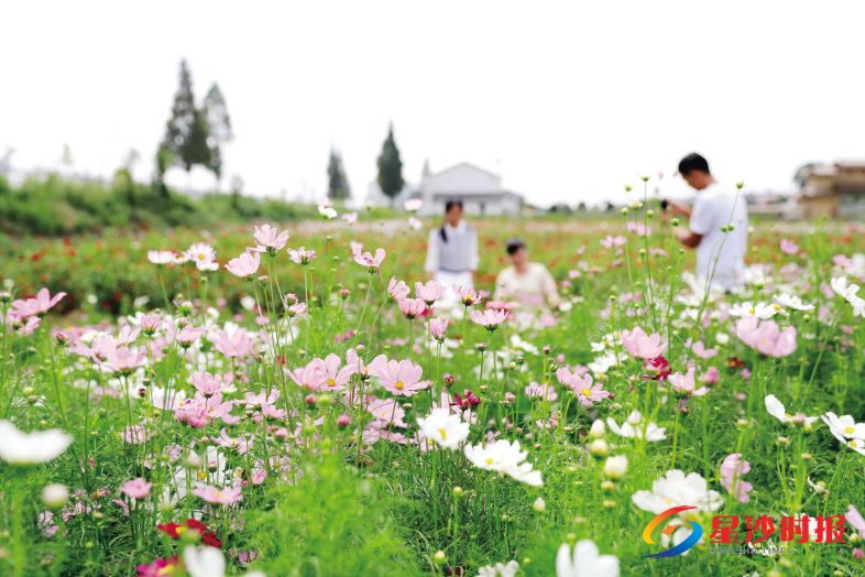 　　9月17日，长沙县金井镇湘丰村西山香草园近200亩繁花盛开，来自娄底的罗维和家人在香草园里游玩。章帝 摄