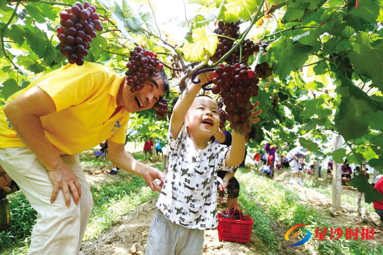 　　长沙县种植有5000亩葡萄，青山铺镇的曙光山城今年产有18万公斤葡萄。园子里的游客一波接一波，串串葡萄挂满枝头，一片丰收的景象。