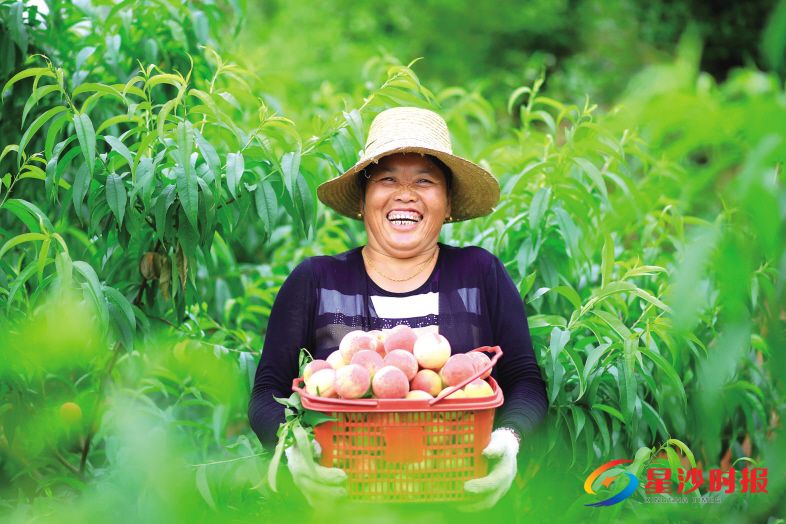 　　长沙县开慧镇从事小水果产业的农民超过1800人，种植水果面积达8600亩，今年开慧镇白沙片区2000多亩桃子丰收，湖南田茂现代农庄发展有限公司的果农在基地里展示刚采摘的桃子。