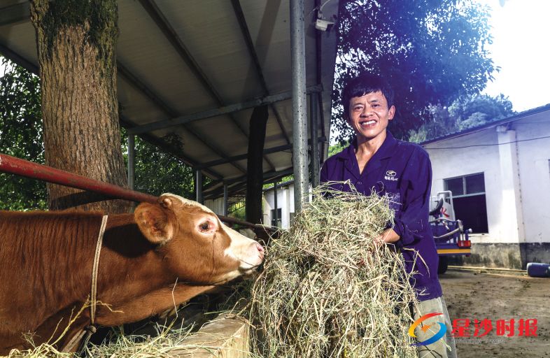 　　长沙县江背镇的养殖场，身形巨大的肉牛悠闲地享受着早餐。中草药调理的饲料，散发出独特的芳香，和秋日乡村里的野草味混合，交织汇聚成一种温馨的农家味道。