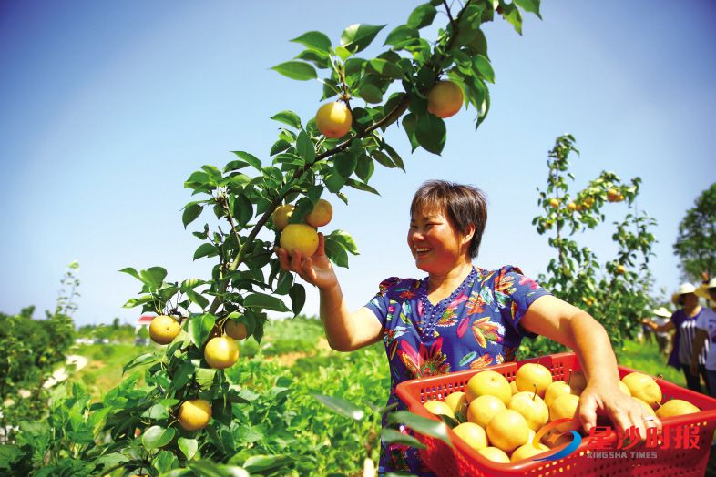 　　位于开慧镇的长沙春源农业科技有限公司引进韩国品种圆黄梨，其个头大，味道甘甜。图为工作人员正在采摘圆黄梨，丰收的喜悦溢于言表。资料图片