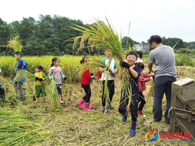 　　中秋假期恰逢中国农民丰收节，乡村旅游倍受市民追捧。在长沙县开慧镇飘峰一所自然学校，许多游客带着孩子在收割水稻，体验农耕快乐。　　企业供图
