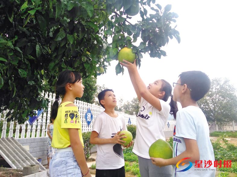 　　9月25日下午，长沙县北山镇合心小学学生在老师的带领下，走出课堂来到果园里，上了一堂以丰收为主题的劳动实践课。　　潘东晓 摄