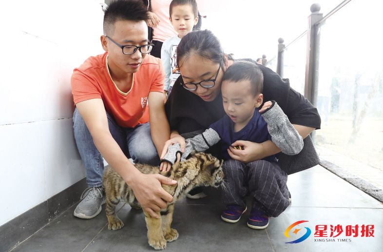 　　↑今年国庆，三珍虎园推出的“小虎保育员”体验活动大受欢迎。　　蒋炼 摄
