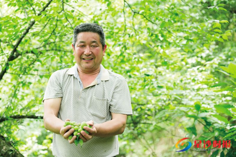 独特的局地小气候成就了北山梅独有的生长环境。北山梅果大、肉厚、核小,皮薄有光泽,酸度高,香气浓郁。均为彭家瑞摄