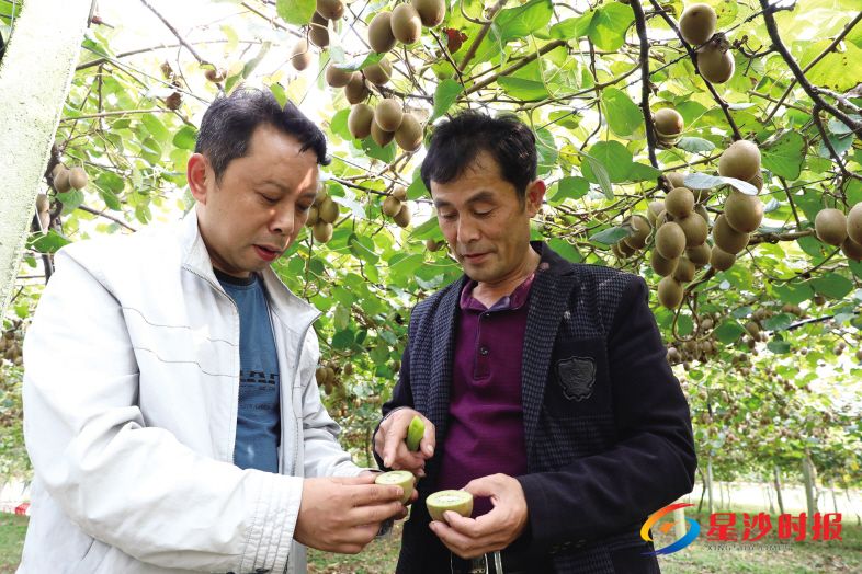 　　昨日，长沙炎农生物科技有限公司金井国际猕猴桃研发基地负责人王中兵（右）正在向前来基地考察的客户介绍猕猴桃新品种的生长情况。　　蒋炼 摄