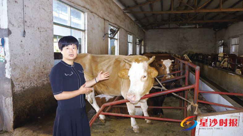 　　在长沙县自成肉牛养殖合作社，郭为波向记者介绍自己养的牛。经过品种改良，这里的母牛产仔率更高、奶水更足。彭帅 摄
