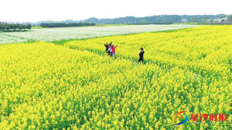 　　江背油菜花基地。王帆 摄