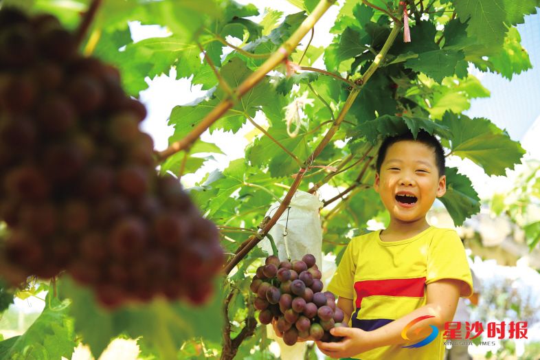 　　垂涎欲滴的葡萄。曾诗怡 摄