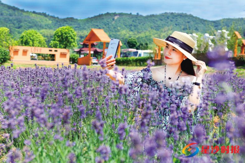 　　开慧镇薰衣草基地。蒋东东 摄