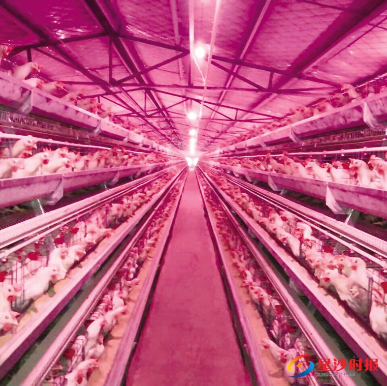 长沙县盛大蛋鸡养殖合作社干净整洁的鸡舍内,一排排A形鸡笼分为上下4层,每一层均配有自动消毒、供水、投食及温湿度控制设备。宋彬彬 摄