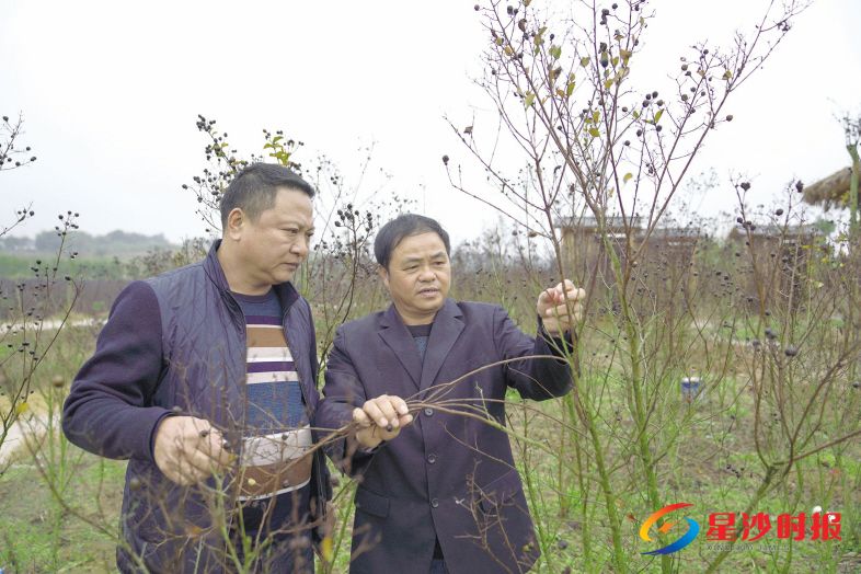 　　2017年开始，章志标（右）对湖南龙驹生态农业科技开发有限公司进行技术指导。图为他在紫薇花基地指导修剪冬枝。陆继华 摄