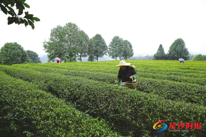 　　金井茶厂茶园里，一排排整齐的茶树上，新芽刚刚探出头来，茶农们穿梭在一垄垄茶树间，巧手翻飞下，茶芽便迅速地被装入篓中。曾诗怡 摄