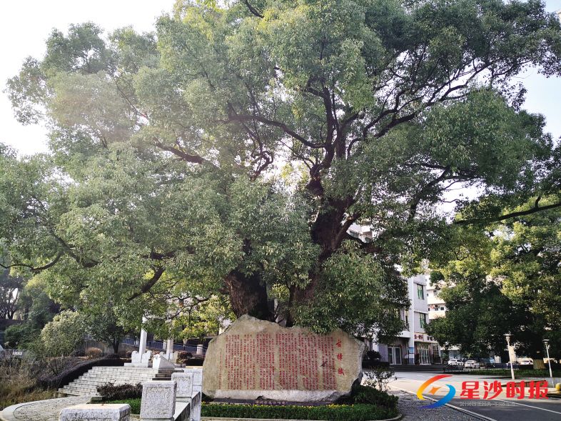 古樟已有570余年历史,目前长势极好。潘东晓 摄