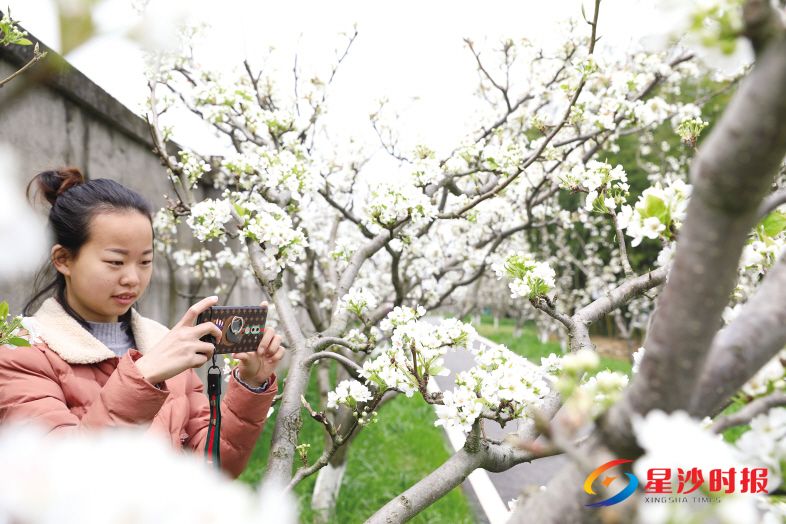 三珍虎园梨花。