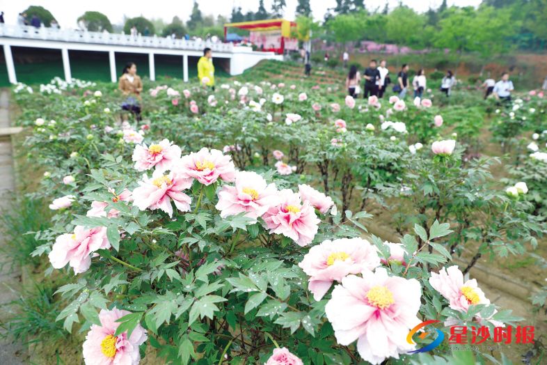 路口牡丹花。