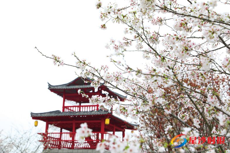 浔龙河樱花谷。