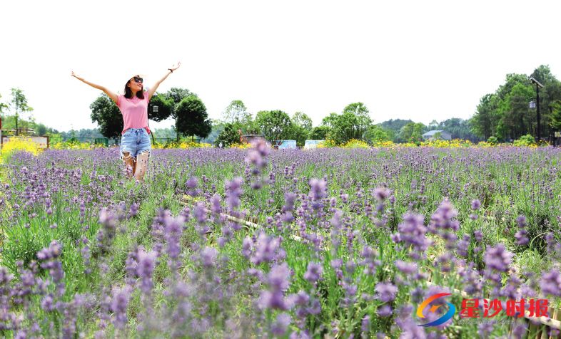 开慧薰衣草。 除署名外均为资料图片