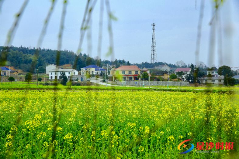 春华镇百熙村2000亩油菜花开正盛。曾诗怡 摄