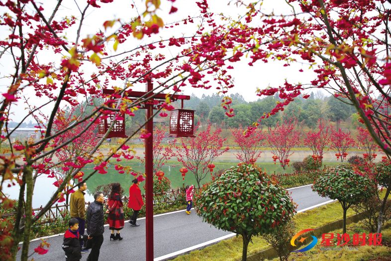 　　昨日，长沙县第四届红樱文化旅游节在江背镇锦绣江南园林度假农庄盛装启幕，吸引了不少慕名而来的游客。曾诗怡 摄