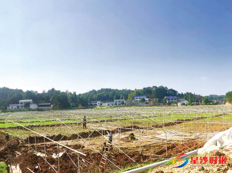 　　昨日，位于长沙县果园镇仓场组的长沙新明湘遇香随花卉有限公司种植基地里，工人们正在抢抓时机搭建钢架大棚。　　宋彬彬 摄