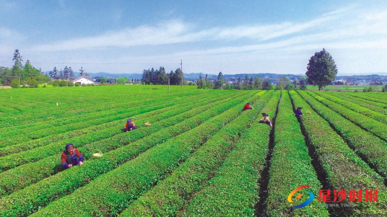 　　昨日春分，金井茶园进入采摘期，采茶工利用晴好天气，加紧采摘嫩叶赶制“明前茶”。章帝 摄