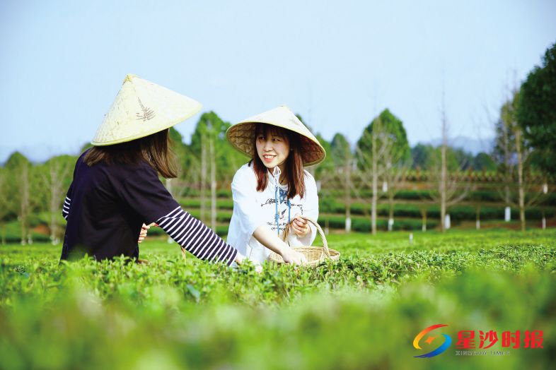 　　亲自体验茶叶采摘、观看茶艺、品茶，了解每一泡茶的前世今生，每个毛孔都散发着惬意。 